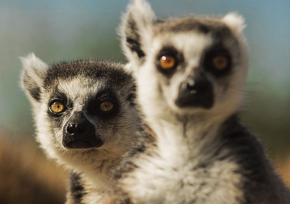 A ZOOM con prezzi scontatissimi